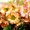 Geum Pretticoats Peach Plants