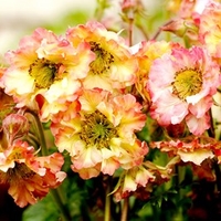 Geum Pretticoats Peach Plants