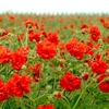 Geum Seeds - Red Dragon