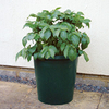 Giant Growing Buckets
