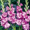 Gladioli