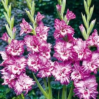 Gladioli