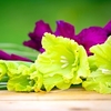 Gladioli