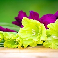 Gladioli