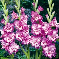 Gladioli