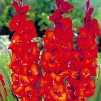 Gladioli Brown Sugar