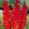 Gladioli Brown Sugar