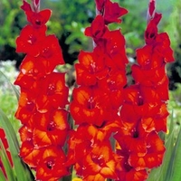 Gladioli Brown Sugar