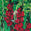 Gladioli Corms - Black Star