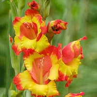 Gladioli Corms - Fiesta