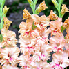 Gladioli Corms - Kissy Ruffle