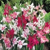 Gladioli Corms - Nanus Mix