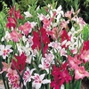 Gladioli Corms - Nanus Mix