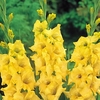 Gladioli Corms - Nova Lux