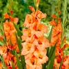 Gladioli Corms - Peter Pears