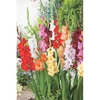 Gladioli Corms - Summer Selection