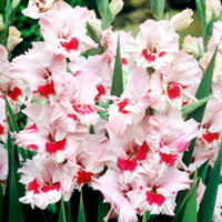 Gladioli Corms - That