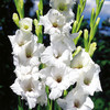 Gladioli Corms - White Prosperity