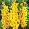 Gladioli Limoncello