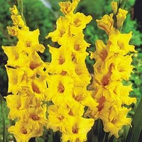 Gladioli Limoncello