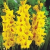 Gladioli Limoncello
