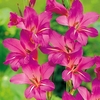 Gladiolus communia Bulbs - subsp. Byzantinus