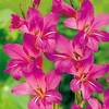 Gladiolus communia Bulbs - subsp. Byzantinus