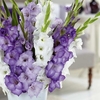 Gladiolus Corms - Midnight Mix