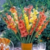 Gladiolus Corms - Tutti Frutti Mix