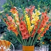 Gladiolus Corms - Tutti Frutti Mix