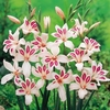 Gladiolus Nanus Corms - Impressive