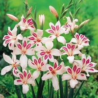 Gladiolus Nanus Corms - Impressive