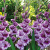 Gladiolus Very Large-Flowered - PASSO
