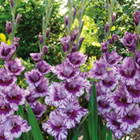 Gladiolus Very Large-Flowered - PASSO
