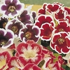 Gloxinia Tubers - Mix