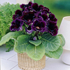 Gloxinia Tubers - violacea