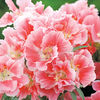 Godetia Seeds - Castel