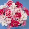 Godetia Seeds - Satin Mixed F1