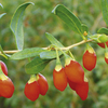 Goji Berry Plant