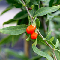 Goji Plant - Sweet Success