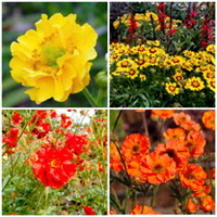 Gold Gardening Greats - 3 Free Gerbera Plants