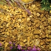 Golden Gravel Bulk