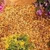 Golden Grit - Bulk