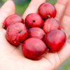 Gooseberry Crispa