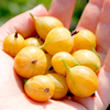 Gooseberry Crispa