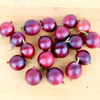 Gooseberry Plant - Captivator