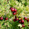 Gooseberry Plant - Crispa Nibbling