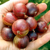 Gooseberry Plant - Espera