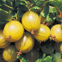 Gooseberry Plant - Hinnonmaki Yellow