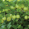 Gooseberry Plant - Invicta